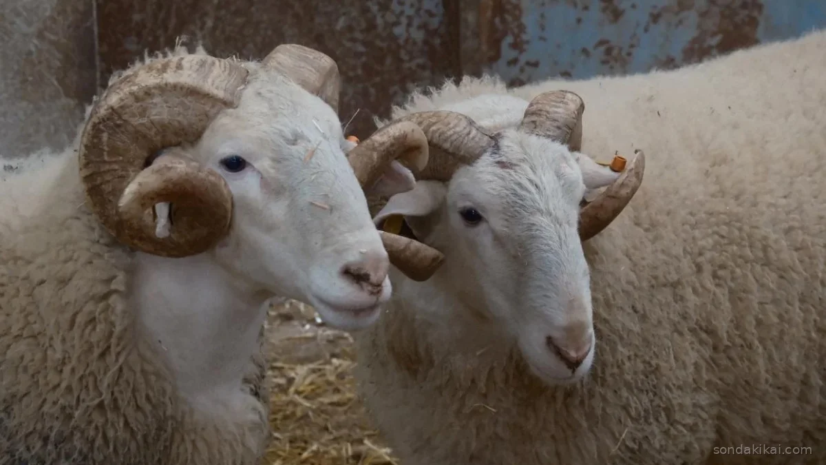 Bandırma'nın Altın Koçları: Damızlık Pazarında Rekor Fiyatlar