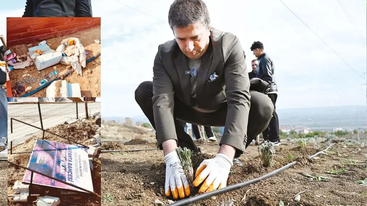 Çatalca'da Lavanta Hayali Soldu: Ekolojik Vaat Çalıya Döndü